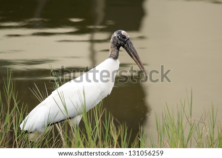 Wood Stork wading in a lake in Southwest Florida.