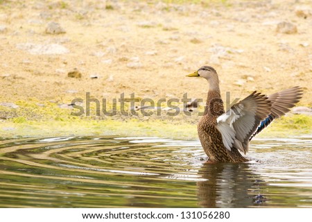 Mottled Duck flapping its wings in water, Southwest Florida.
