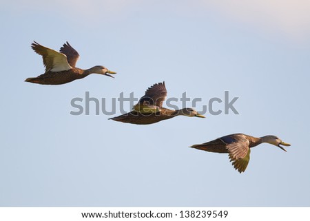 Mottled duck flight formation, taken in southwest Florida.