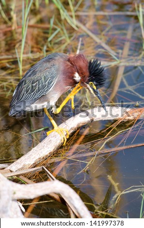 Green heron scratching its head, Fort Myers, Florida.