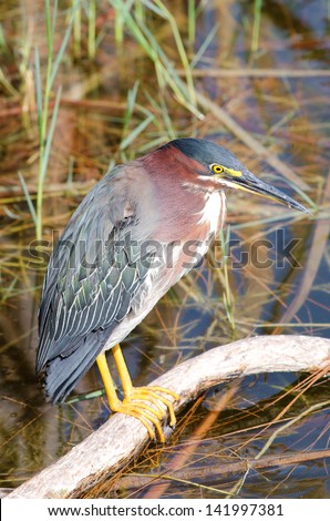 Green heron on tree branch in southwest Florida,  member of the Ardeidae family.