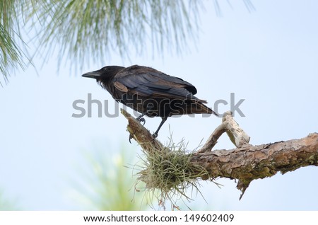 Fish crow on tree branch in southwest Florida.