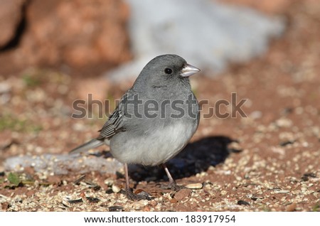 Dark-eyed Junco standing on bird seed