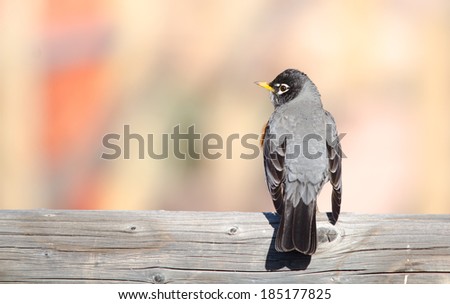 Back view of an American robin with blurred background. State bird of Michigan, Wisconsin and Connecticut.