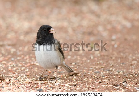 Dark-eyed junco standing with a piece of seed in mouth