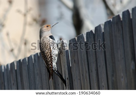 Red-shafted northern flicker peeking over a fence
