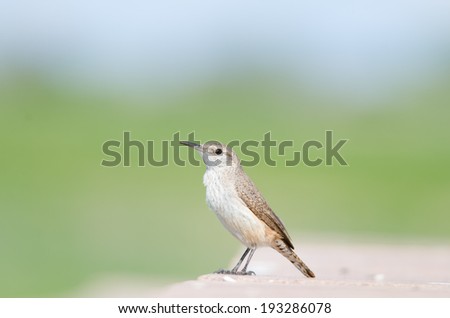 Close-up eye level view of a rock wren on a stone wall, Colorado, United States