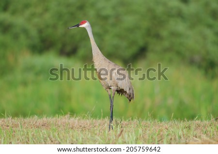 A Sandhill Crane standing tall in southwest Florida marshland