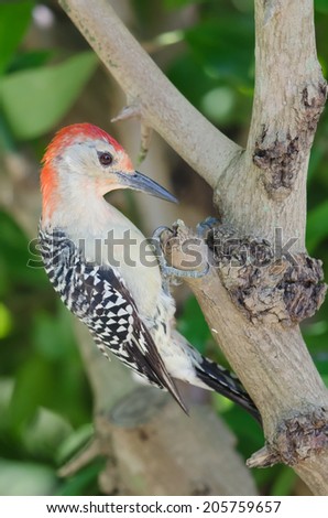 Red-bellied woodpecker perching on tree in southwest Florida.