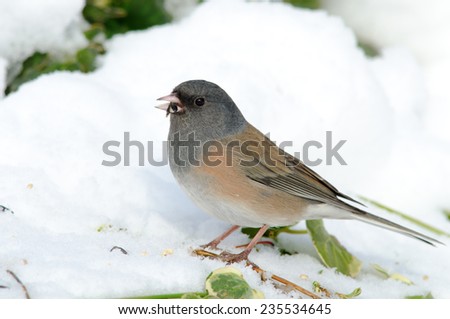 Dark-eyed Junco in snow feeding on seed