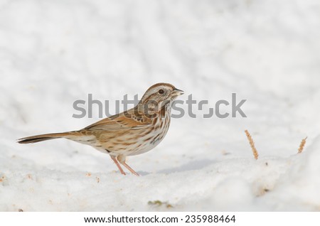 Song sparrow standing on a snow filled ground in Colorado