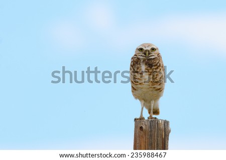 Burrowing owl on post with blue sky background and negative space