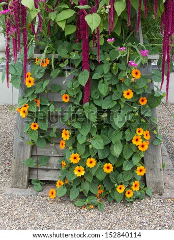 wooden planter with late summer flowers