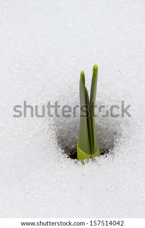 green daffodil shoot pushing through snow