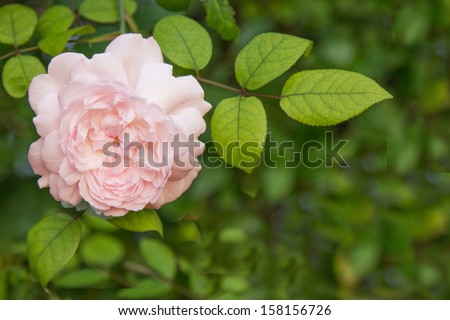 pink english rose with blurred background with room for text.