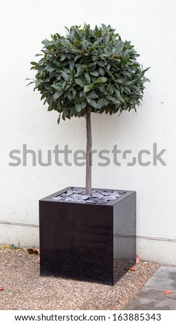 bay tree in cube pot