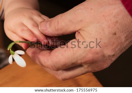 toddler hand gives grandfather's hand a flower