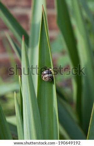 snail - garden pest on leaf