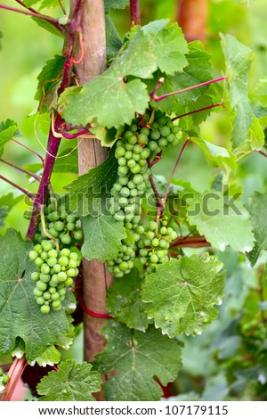 Vine plants with grape fruits by Saarburg, Rheinland-Pfalz, Germany, summer