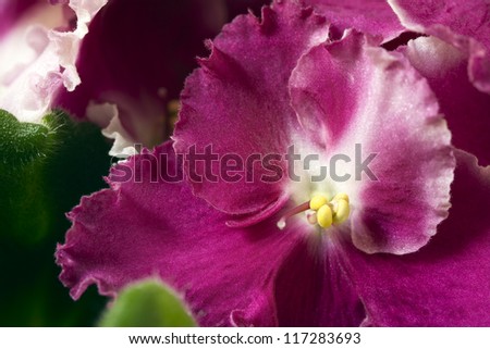 Cose up of a violet flowers ( African Violet - Saintpaulia Ionantha hybride)
