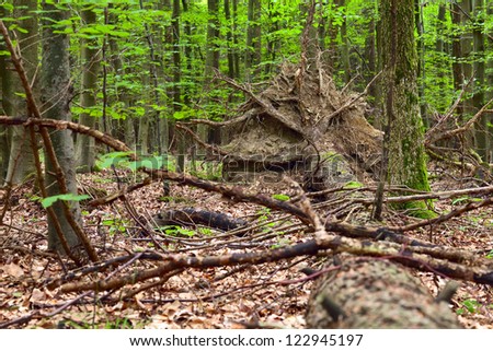 View of a spruce trunk with roots in the mixed forest (beech,oak,ash,spruce,pine), warm evening light, summer, by Beckingen - Saarland / Germany,