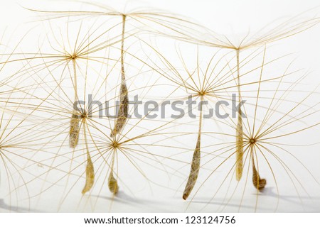 Close up of a weed seeds on white background