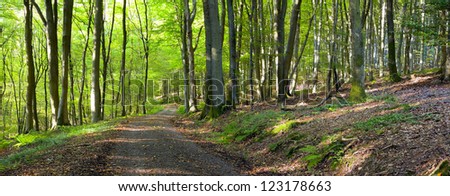 A dirt road in the mixed forest (beech, oak and ash) in a sunny evening, by Beckingen,  Saarland / Germany, panoramic XXL,