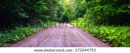 View of a dirt road in the mixed forest(beech,oak,ash), warm evening light, spring, stitched, by Beckingen - Saarland / Germany