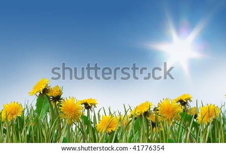 dreamy spring meadow full of dandelions; blue sunny sky as a background