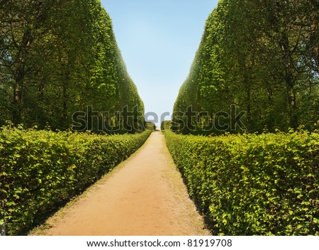 hedge - tunnel with walkway in an old park (nature background)