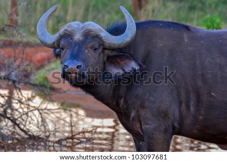 Cape Buffalo Taking a Break From Drinking Water, South Africa. This is an image of a cape buffalo looking up after drinking from a watering hole.