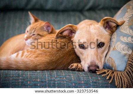 close up, cute cat and dog together lying in the bed