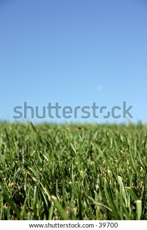 Grass & Sky