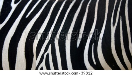 Zebra stripes.
