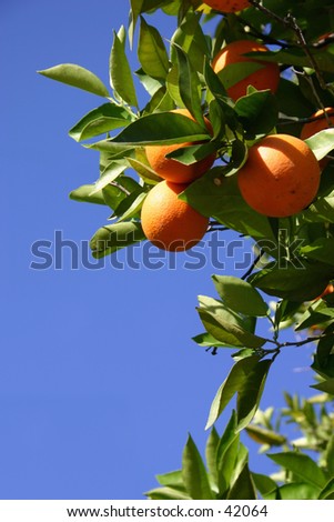 An orange tree.