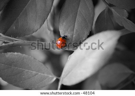 A red ladybug of black and white leaves.