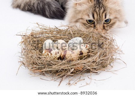 cat by nest