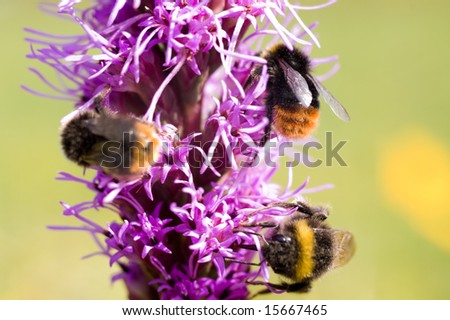 bumblebees on a honey flower
