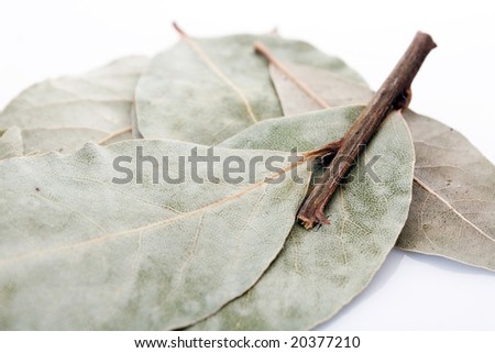 Laurel leaves isolated on white