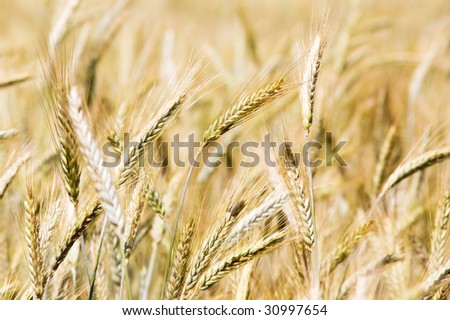 Yellow grain ready for harvest growing in a summer field