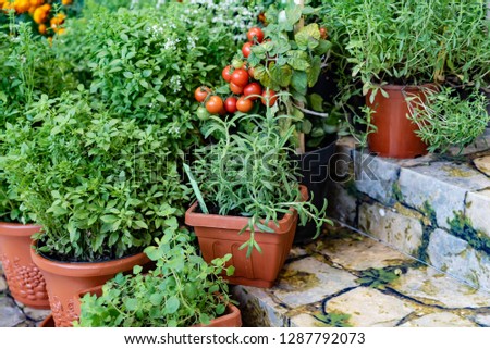 different herbs and vegetables in the pot. container garden