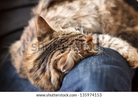 man sitting on armchair holding and petting pet cat