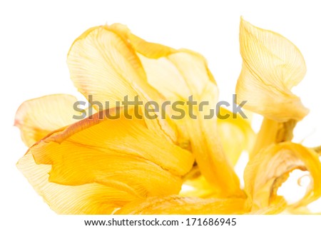 tulip tulip