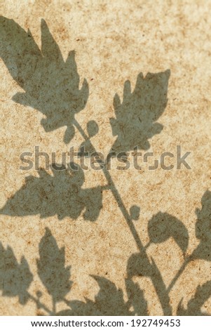 Flowers shadow