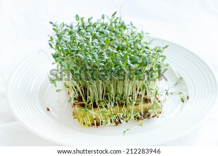 Fresh green watercress  on plate