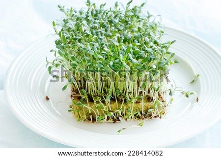 Fresh green watercress  on plate