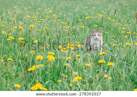 cat outdoor in nature