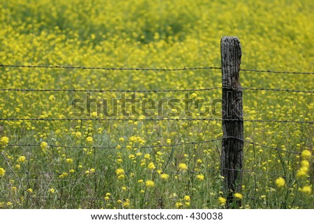 old wooden fence post with barbed wire on a beautiful yellow field