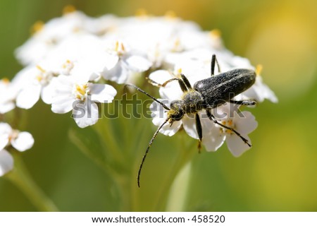 macro a fairly large black bug covered in pollen on white flowers. shallow depth of field.