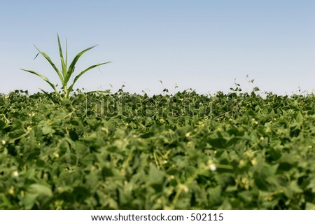 corn plant gets lost in wrong field